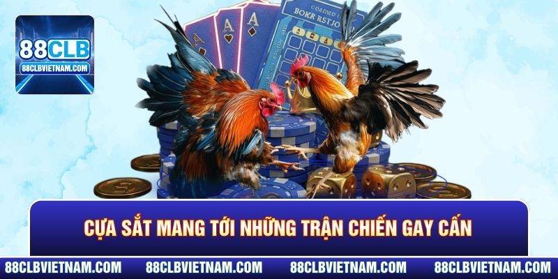 Cựa sắt mang tới những trận chiến gay cấn