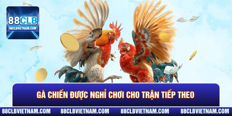 Gà chiến được nghỉ chơi cho trận tiếp theo