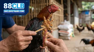 thumbnail cach nhan biet 23 vay ga xau chuan nhat cho tan th