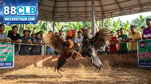 thumbnail da ga thomo 88clb dinh cao moi tran dau cho tan th