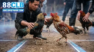 thumbnail huong dan choi da ga bo 88clb chi tiet cho tan thu