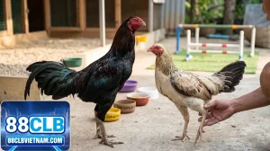 thumbnail kinh nghiem nuoi ga da cho nguoi moi tham gia 88cl